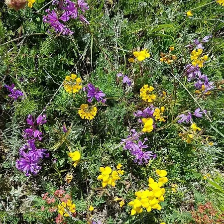 Apartment Pianadinavellihouse *