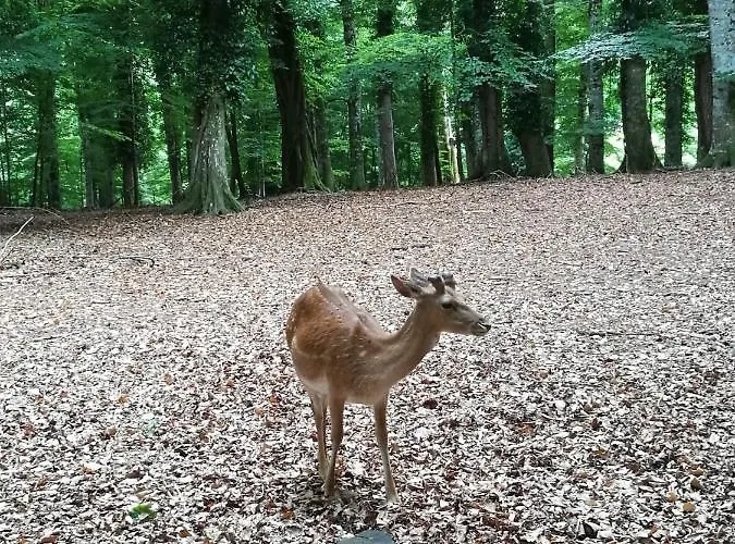 Pianadinavellihouse דירה San Pio delle Camere